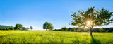 Grüne Landschaft mit Wiese, Bäumen und Feldern
