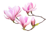 Magnolien in voller Blüte als Freisteller vor weißem Hintergrund