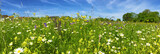 Wiese mit bunten Blumen
