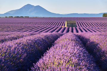 Lavender fields in Plateau de Valensole with a stone house in Summer. Alpes de Haute Provence, PACA Region, France