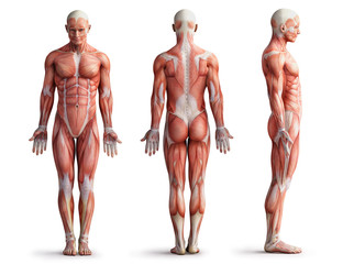 anatomy, muscles