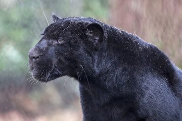 Jaguar close-up portrait