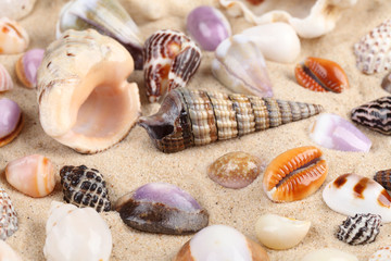 Beautiful shells in sand
