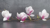 Wunderschöner blühender Magnolienzweig