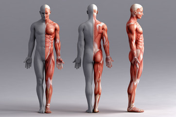 anatomy, muscles