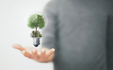 Albero in lampadina in mano, concetto di ecologia e sostenibilità, energia rinnovabile
