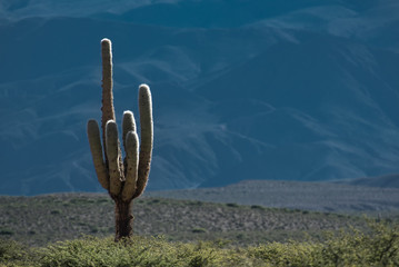 Giant cactus 