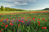 Spring flowers in meadow.