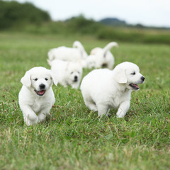 Beautiful group of golden retriever puppies running