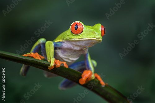 Plakat Red-eyed Tree Frog - Agalychnis callidryas, piękne kolorowe z kultowych do Ameryki Środkowej lasów, Kostaryka.