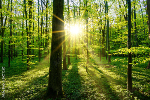 Фото: Beautiful forest in spring with bright sun shining through the trees Beautiful forest in spring with bright sun shining through the trees