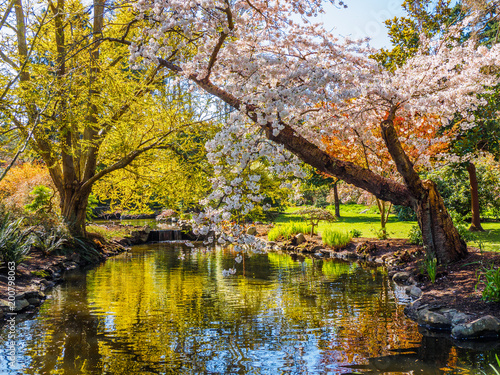 Zdjęcie XXL Springtime blossom in public Beacon Hill Park, Victoria BC Canada
