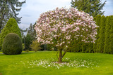 Beautiful purple magnolia tree called 'big Dude'