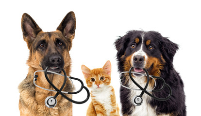 dog veterinarian and cat