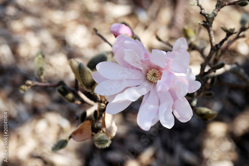 Plakat Piękny wiosny tło z kwitnącym magnoliowym drzewem. Różowy magnoliowy kwitnący drzewny kwiatu zakończenie up w płytkiej głębii pole.