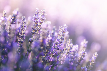 Close-up view of Lavender in Provence, France