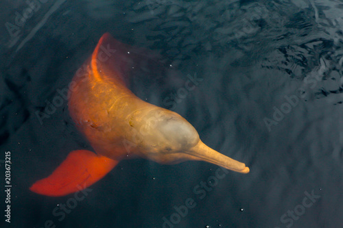 Plakat Rzadki różowy delfin "boto cor de rosa" pływający po Murze w brazylijskiej Amazonii.