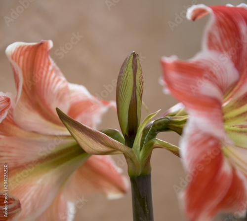 Plakat Flor amarillis Hipeastrum vittatum, Wraz z nadejściem wiosny i dobrej pogody wiosenne kwiaty w całej okazałości
