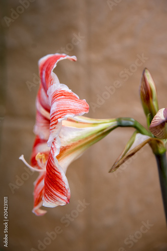 Plakat Flor amarillis Hipeastrum vittatum, Wraz z nadejściem wiosny i dobrej pogody wiosenne kwiaty w całej okazałości