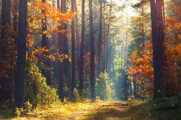 Autumn forest scene