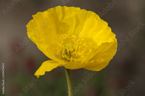 Plakat Mak nudicaule / żółty / Miyabeana / amurense / macounii (Islandii mak)