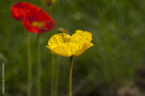Plakat Mak nudicaule / żółty / Miyabeana / amurense / macounii (Islandii mak)
