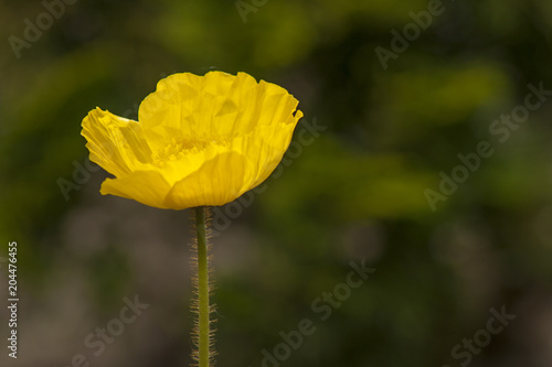 Plakat Mak nudicaule / żółty / Miyabeana / amurense / macounii (Islandii mak)