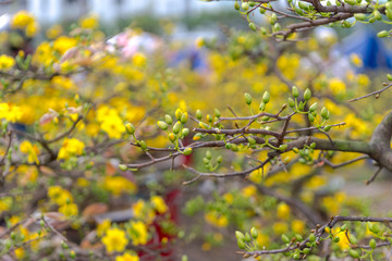 Yellow apricot blossom Vietnamese Lunar New Year holiday in north