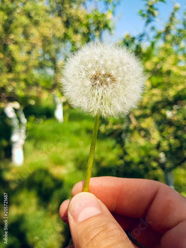 Fotoobraz na płótnie dandelion z bliska kwiat lato na niewyraźne tło zielony.