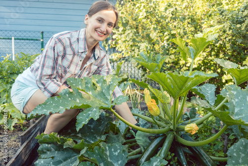 Фото: Woman in her garden harvesting cucumbers or courgette from vegetable bed Woman in her garden harvesting cucumbers or courgette from vegetable bed