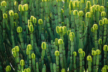 Euphorbia trigona in Liwonde N.P. - Malawi
