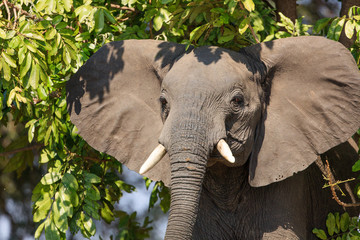 Fighting elephants in Liwonde N.P. - Malawi