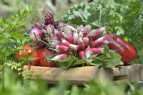 Фото: fresh vegetables harvested in a garden and put on a plank among leaf fresh vegetables harvested in a garden and put on a plank among leaf
