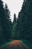 Spazieren im Wald, Waldweg im Tannenwald dunkelgrün, Nationalpark Harz,