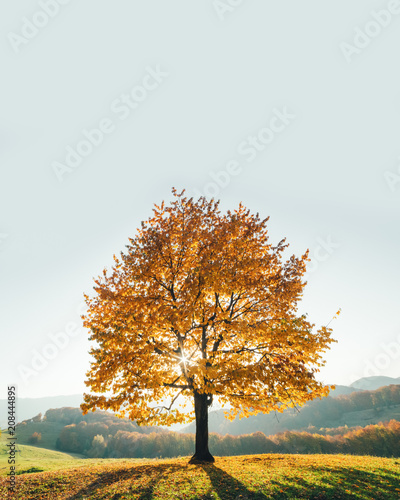 Фото: Majestic beech tree with sunny beams at mountain valley. Dramatic colorful evening scene. Carpathians, Ukraine, Europe. Majestic beech tree with sunny beams at mountain valley. Dramatic colorful evening scene. Carpathians, Ukraine, Europe.