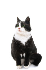 black and white cat isolated