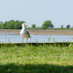 Seagull