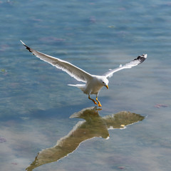 Seagull