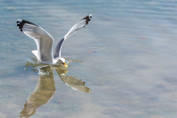 Seagull