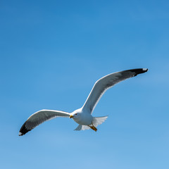 Seagull