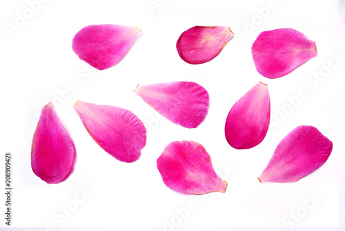 pink delicate petals of a peony flower isolated on white background.floral pattern. dry pressed flowers for scrapbooking or herbarium © alex2016