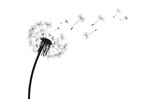 Pusteblume Silhouette