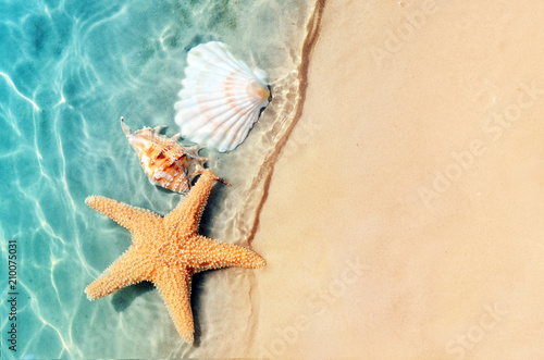 starfish and seashell on the summer beach in sea water. starfish and seashell on the summer beach in sea water.