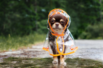 funny chihuahua dog posing in a raincoat 