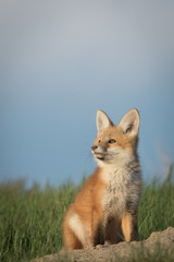 Little fox pup looking up in the sky.