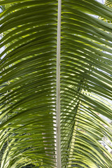 Large Palm Tree Green Leaf