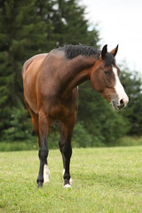 Nice brown horse looking at you