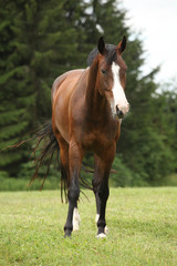 Nice brown horse looking at you