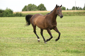 Amazing brown horse running alone