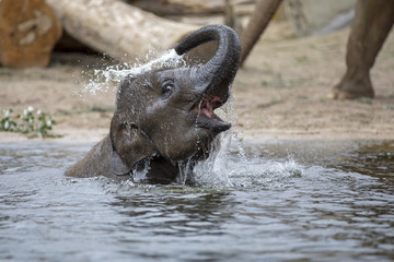 Young Indian Elephant in the water